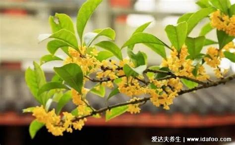 種桂花禁忌|種桂花風水：旺宅4大禁忌